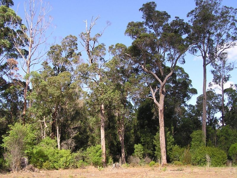 Lot 12713 Tomlinson Road, Pemberton WA 6260