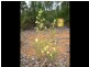 Lot 69 Rainbow Trout Retreat, Quinninup WA 6258