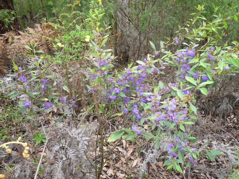 Lot 69 Rainbow Trout Retreat, Quinninup WA 6258