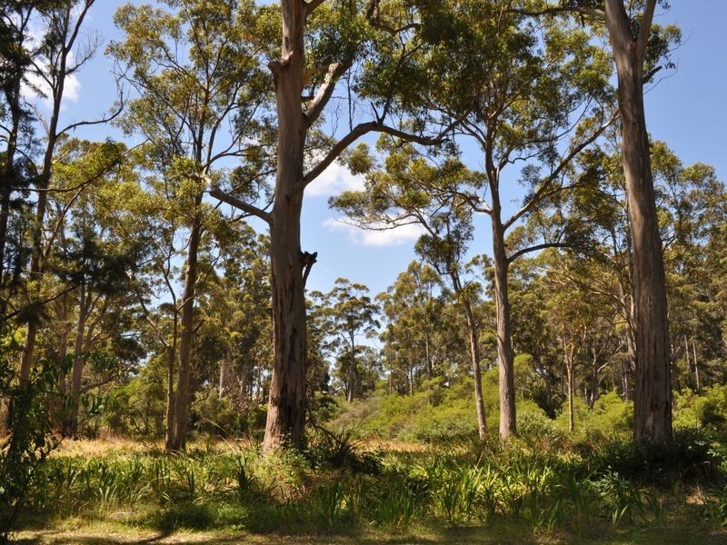 11 Dickinson Road, Pemberton WA 6260