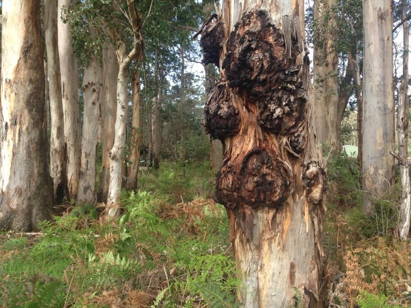 34 Woylie Road, Northcliffe WA 6262