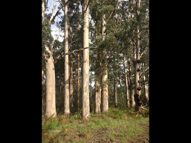 34 Woylie Road, Northcliffe WA 6262