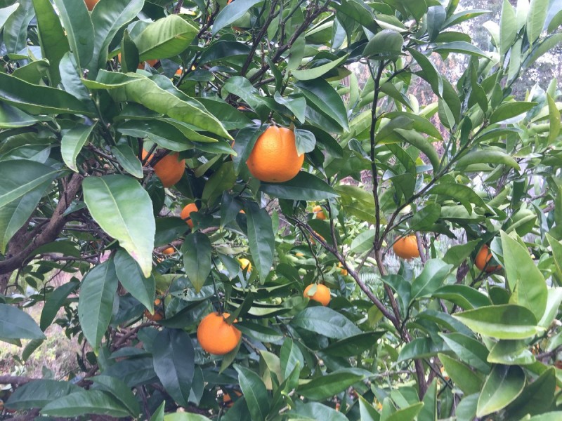 26 Bendotti Court, Pemberton WA 6260