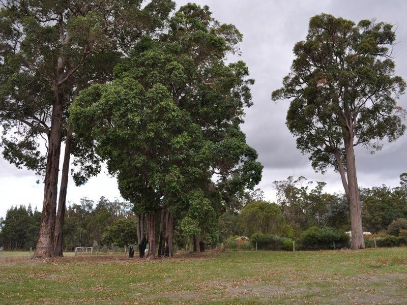 Lot 101 Caniroglen Court, Manjimup WA 6258