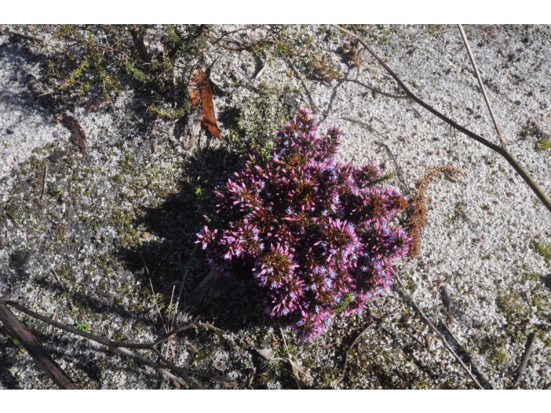 Lot 8670 Gumnut Road (Meerup), Northcliffe WA 6262