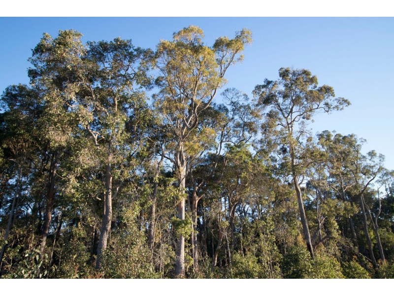 Lot 201 West Boundary Road, Manjimup WA 6258