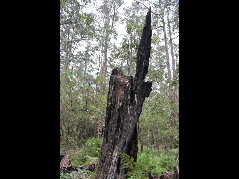 Lot 97 Karri Lane, Quinninup WA 6258