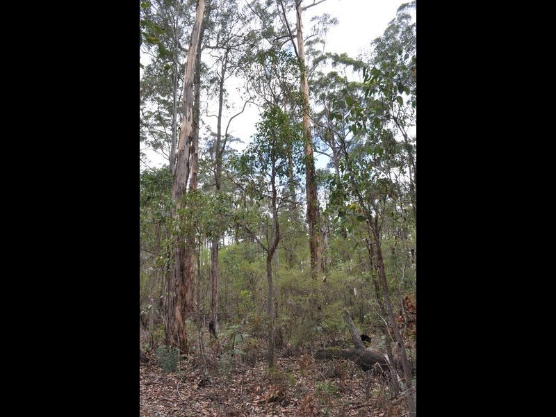 Lot 97 Karri Lane, Quinninup WA 6258