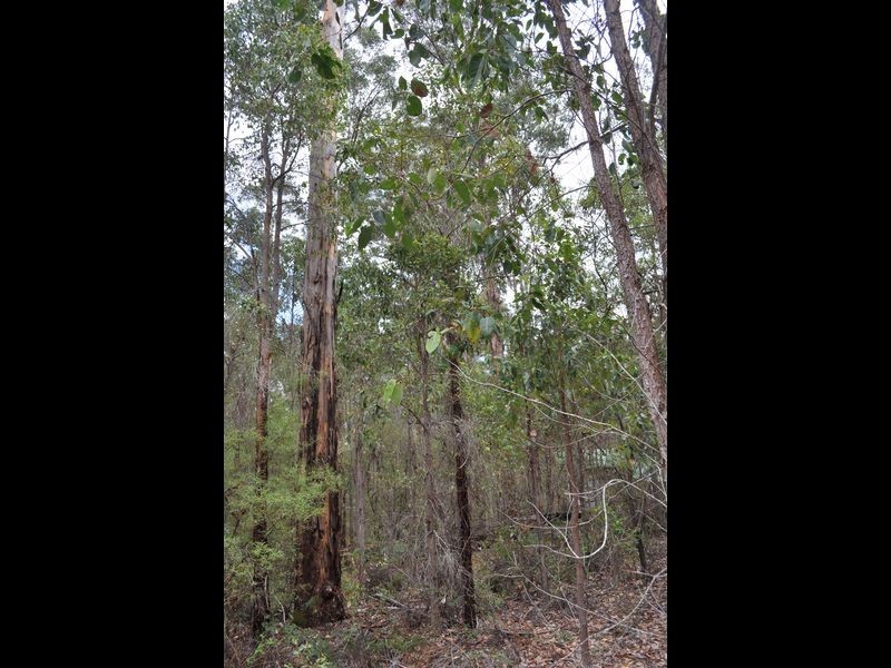 Lot 97 Karri Lane, Quinninup WA 6258