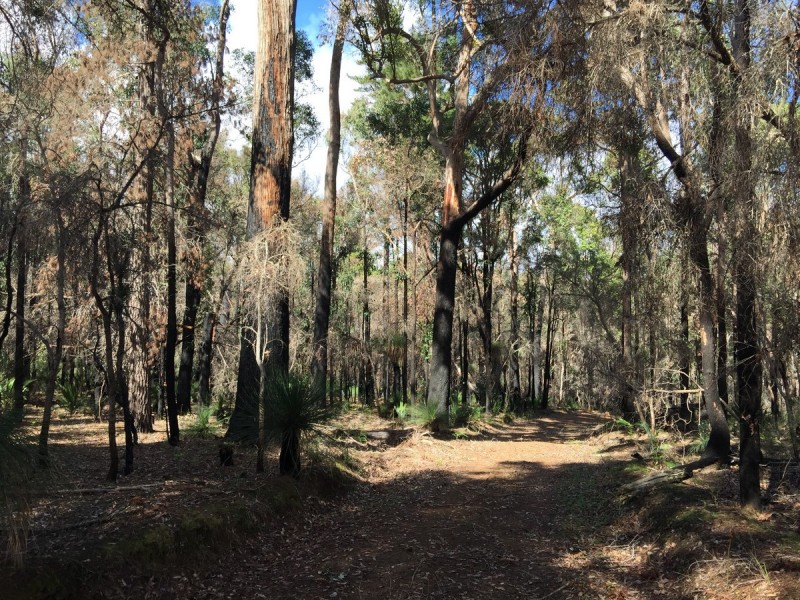 Lot 83 Radburn Road (Lake Muir), Manjimup WA 6258
