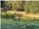 84 Song Place (Perup), Manjimup WA 6258