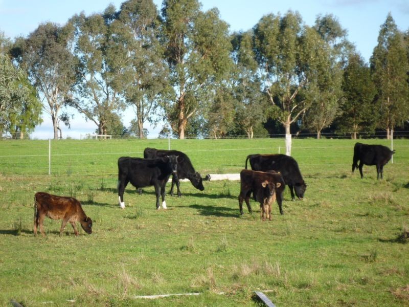 Lot 17 Sparsa Close, Northcliffe WA 6262