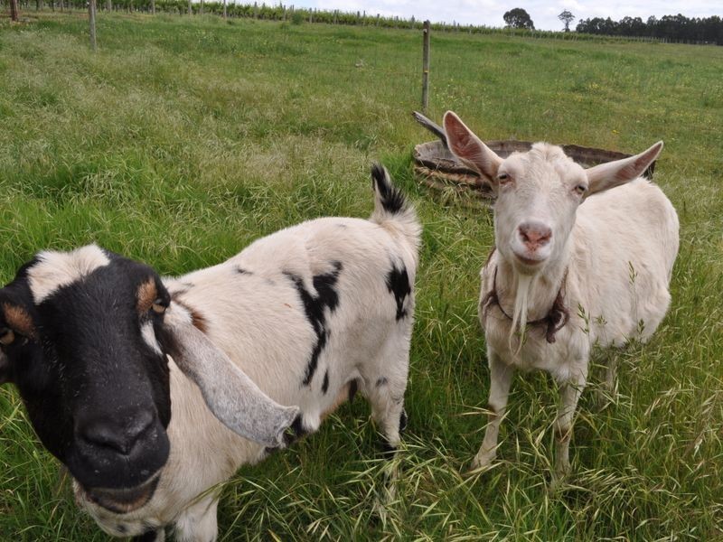 Lot 3 Piano Gully Road, Middlesex WA 6258