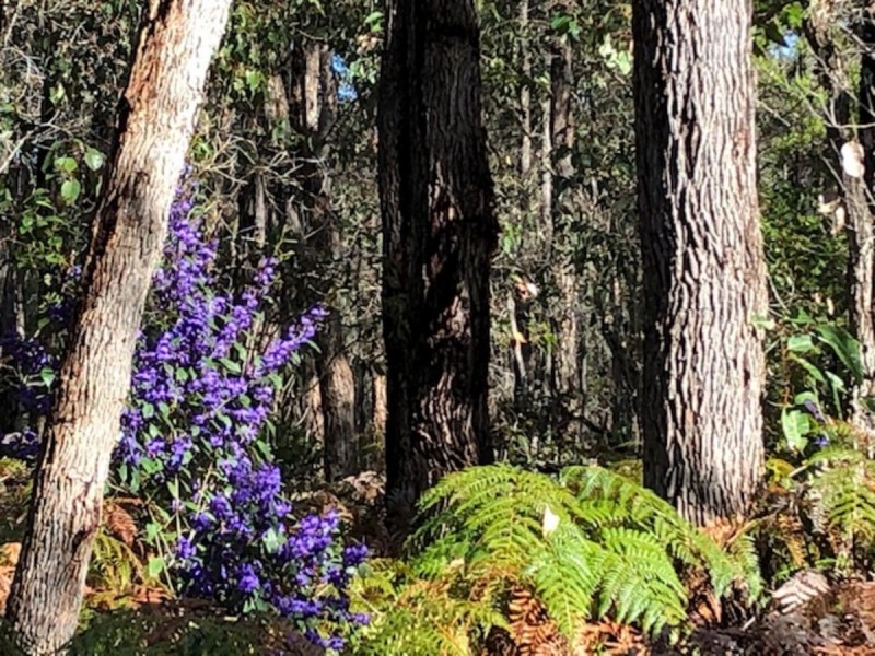 3619 Muir Highway (Dingup), Manjimup WA 6258