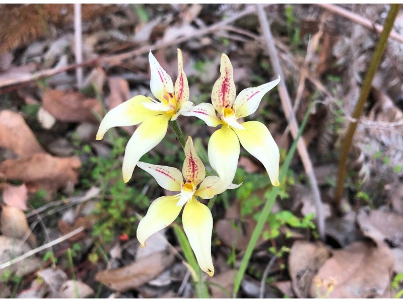 3619 Muir Highway (Dingup), Manjimup WA 6258