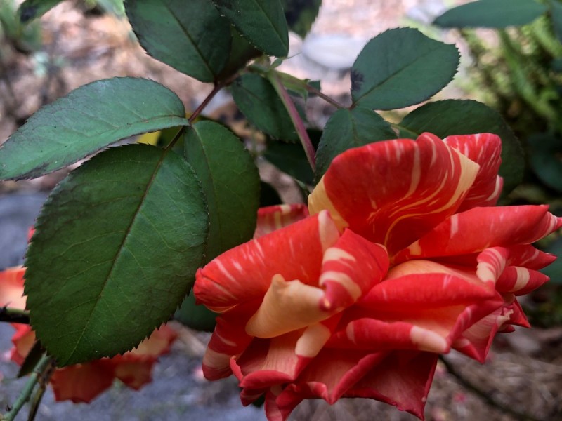 21 Bendotti Court, Pemberton WA 6260