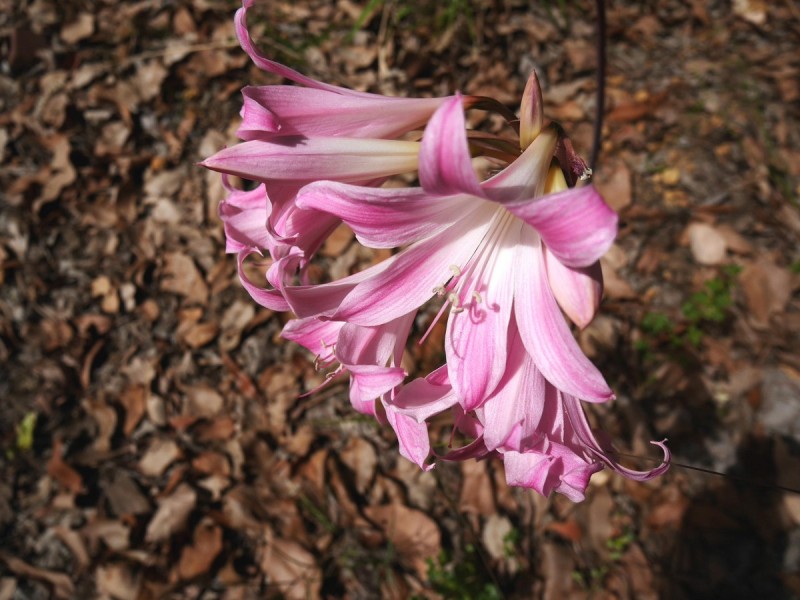 21 Bendotti Court, Pemberton WA 6260