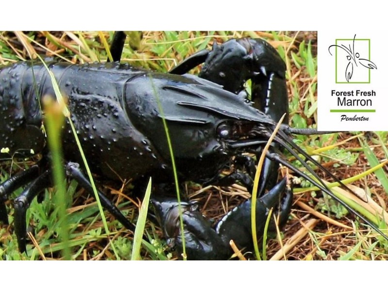 Lot 5 (Par Pump Hill Road, Pemberton WA 6260