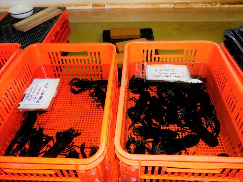 Lot 5 (Par Pump Hill Road, Pemberton WA 6260