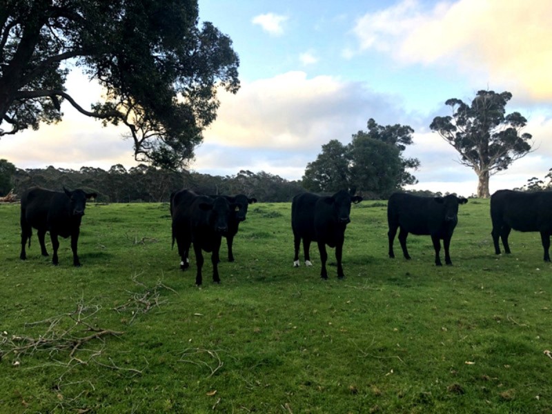 258 Riverway Road (Boorara Brook), Northcliffe WA 6262