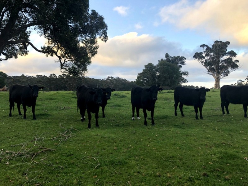 258 Riverway Road (Boorara Brook), Northcliffe WA 6262