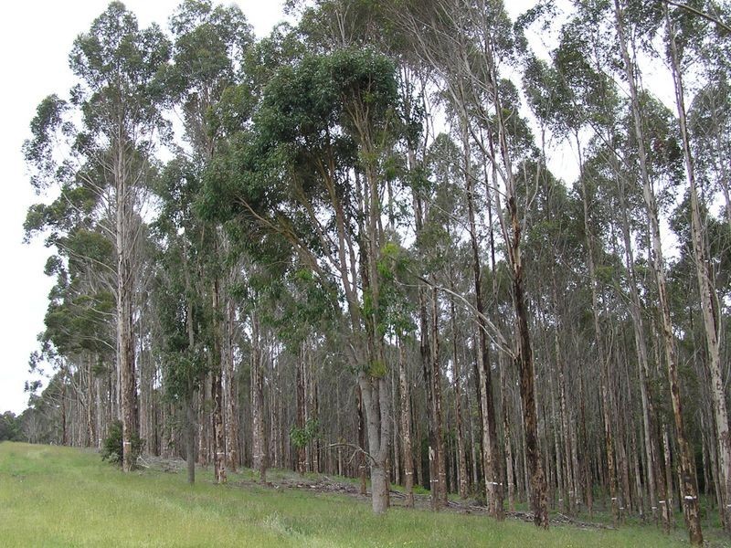 Lot 8773 Hillbrook Road, Northcliffe WA 6262
