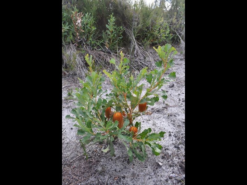 Lot 2 Double Bridges Road, Northcliffe WA 6262