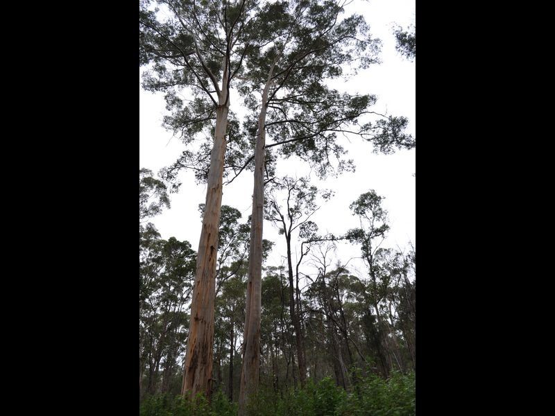 Lot 1 Dean Street, Pemberton WA 6260