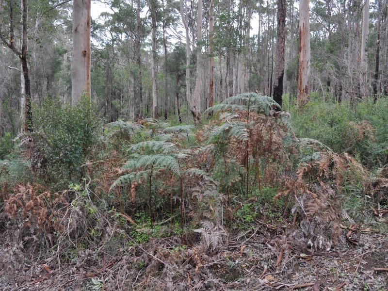 Lot 1 Dean Street, Pemberton WA 6260