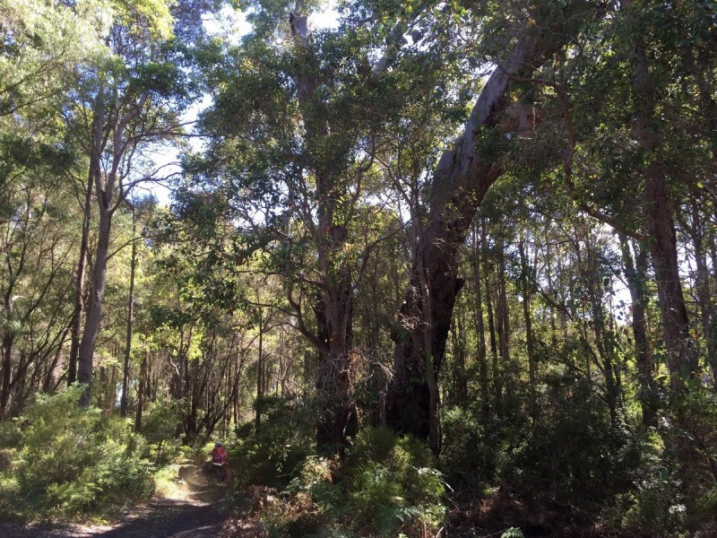 Lot 7 Double Bridge Road, Northcliffe WA 6262