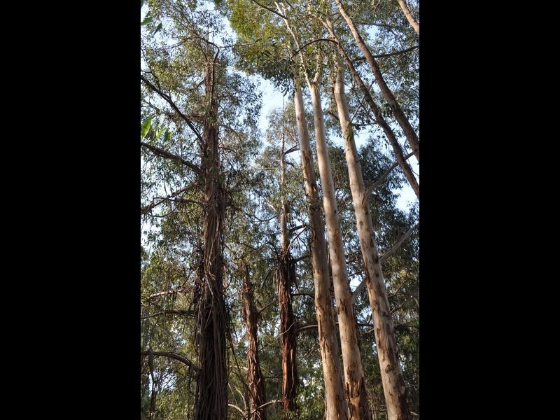 Lot 12 Brockman Street, Pemberton WA 6260