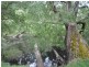 Lot 101 South Western Highway, Pemberton WA 6260
