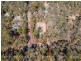 Lot 59/ Karri Lane, Quinninup WA 6258