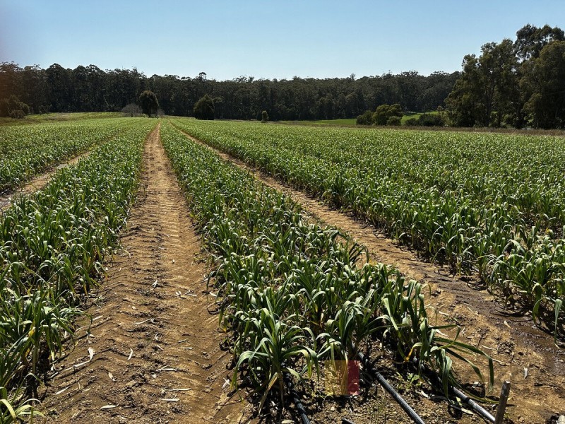 29406 South Western Highway (Diamond Tree), Manjimup WA 6258