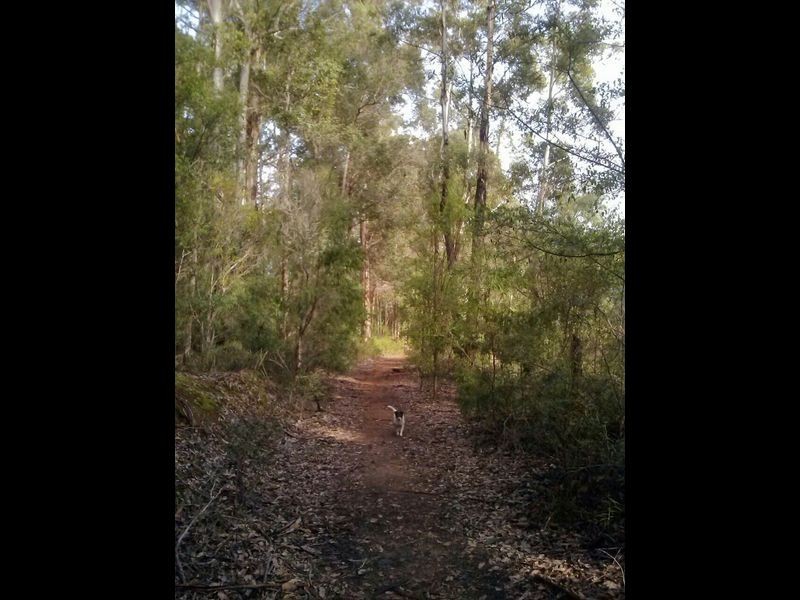 Lot 88 Karri Lane, Quinninup WA 6258