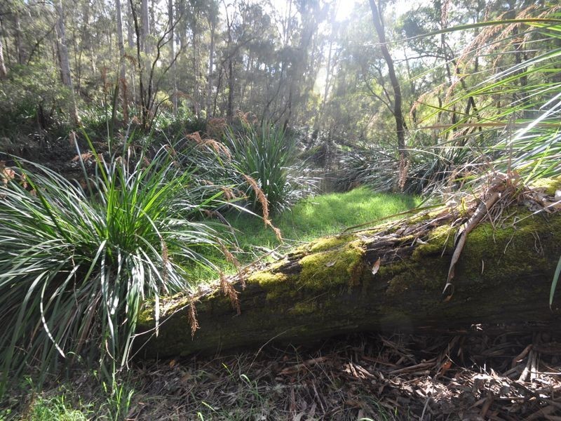 379 Wetherall Road (Quinninup), Pemberton WA 6260