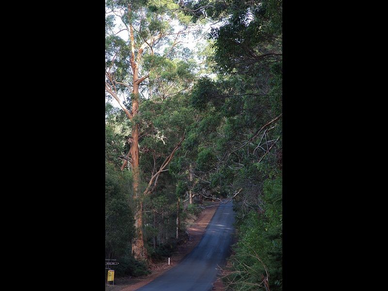 489 Stirling Rd, Pemberton WA 6260