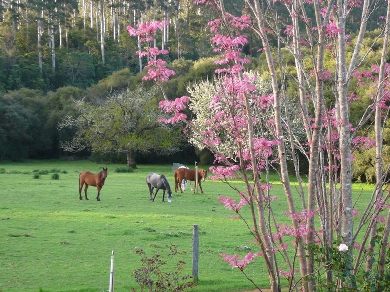 341 Green Road, Pemberton WA 6260