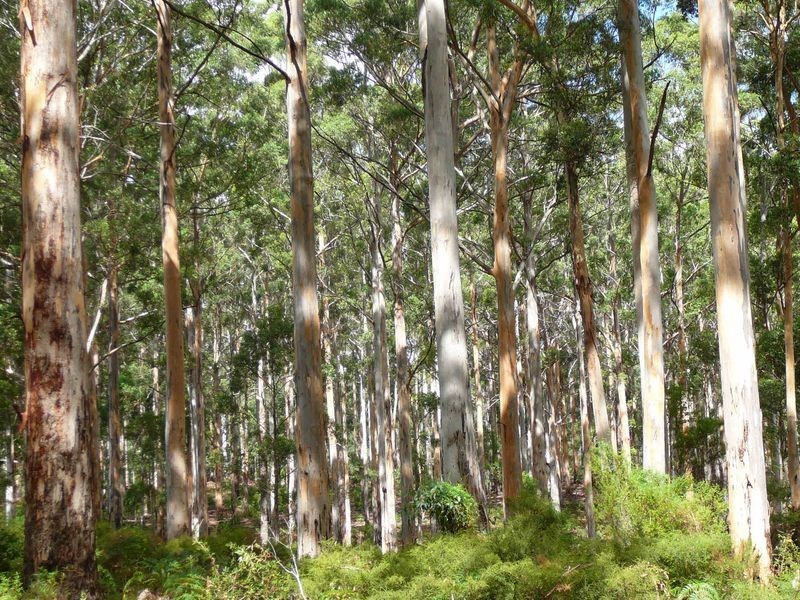 341 Green Road, Pemberton WA 6260