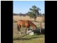 2 Chestnut Grove, Manjimup WA 6258