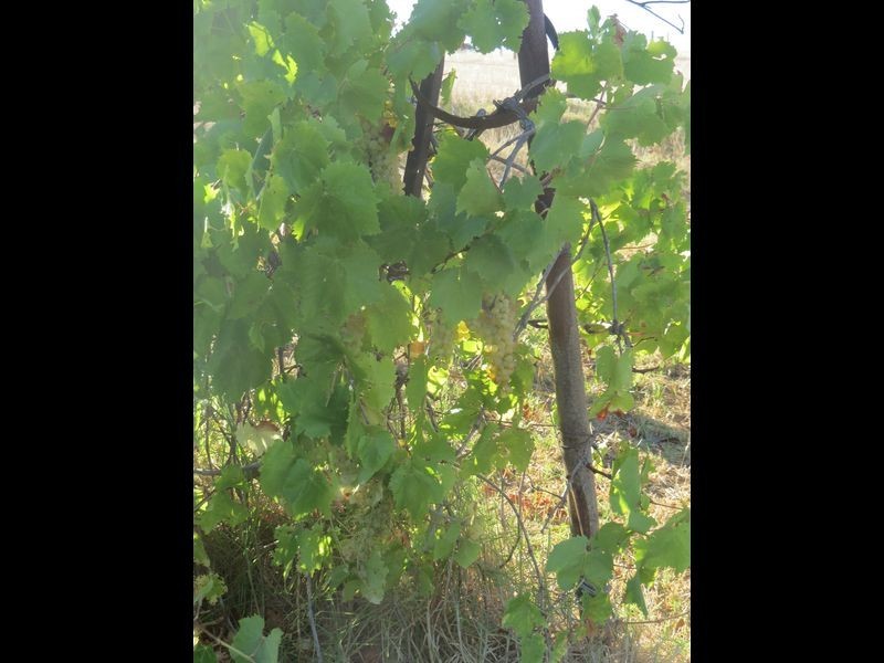 32 Pemberton North Road, Pemberton WA 6260