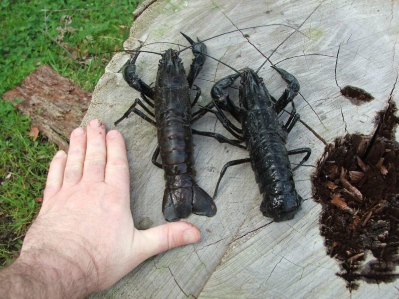 2425 Pemberton-Northcliffe Road, Northcliffe WA 6262