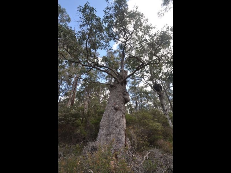 2425 Pemberton-Northcliffe Road, Northcliffe WA 6262