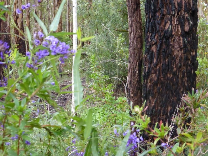 37 Woodgate Retreat, Manjimup WA 6258