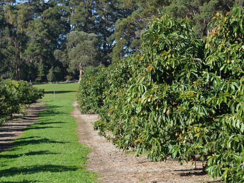 88 Barker Road, Pemberton WA 6260