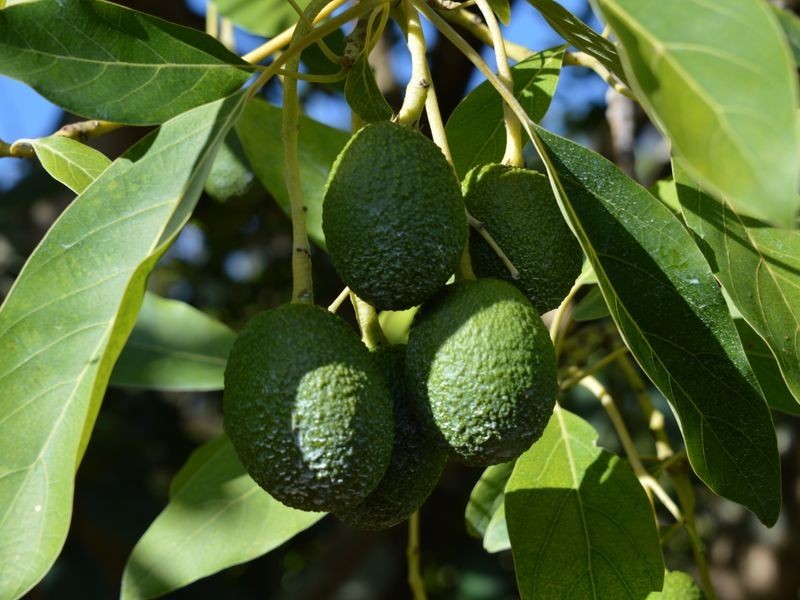 88 Barker Road, Pemberton WA 6260