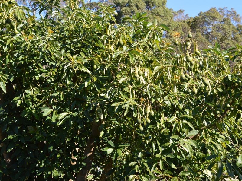 88 Barker Road, Pemberton WA 6260