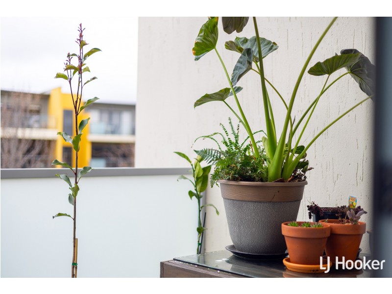 31/311 Flemington Road, Franklin ACT 2913