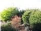 27 Dagmar Berne Street, Macgregor ACT 2615