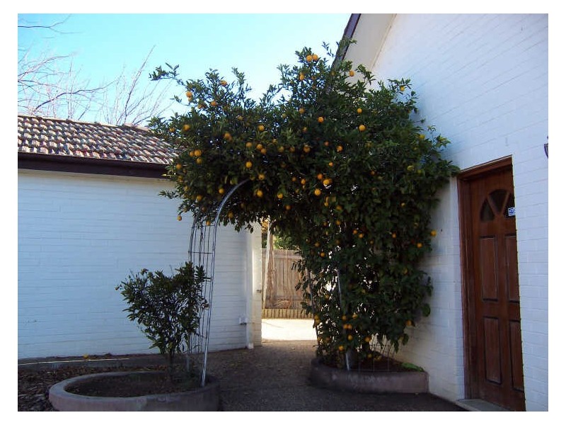 17 Austin Street, Griffith ACT 2603
